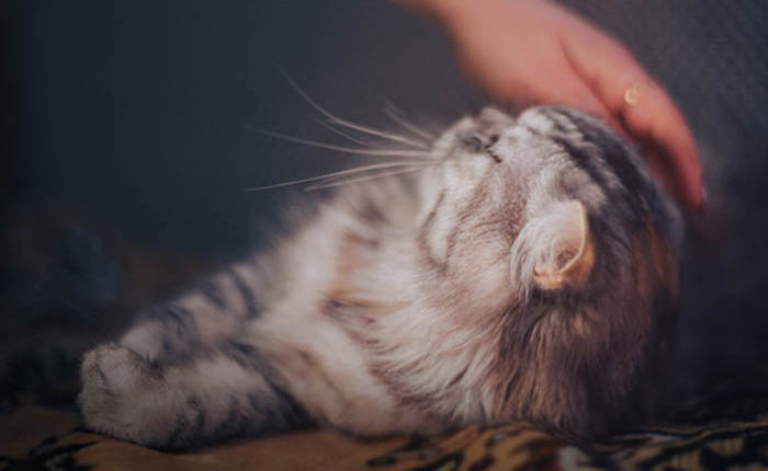 Je kat laten inslapen. Hoe gaat dat?