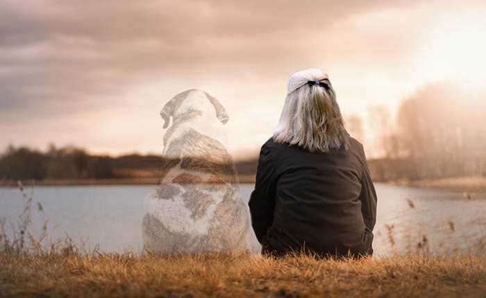 Hond is overleden. Tijd voor het afscheid, hij gaat weg. Wat moet ik doen.