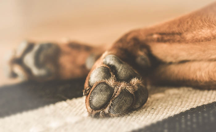 hondenpoot van een hond die ligt