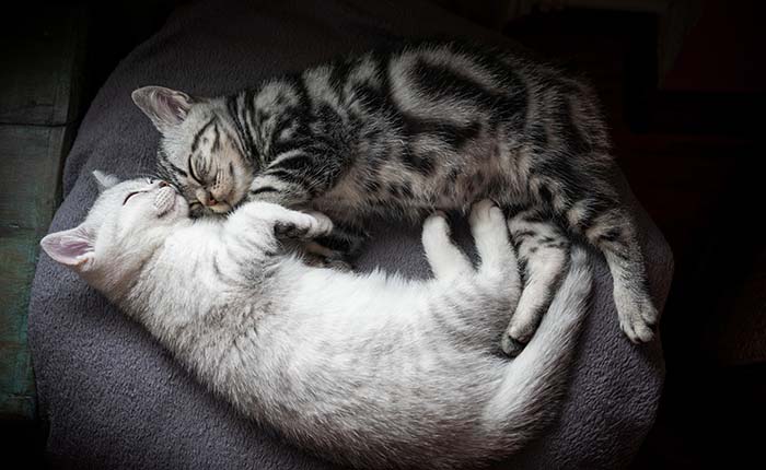 Twee katten op de bank. Beste maatjes. Na overlijden rouwen katten ook.