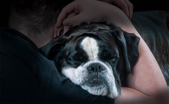 Hond, Boxer, in armen van man.
