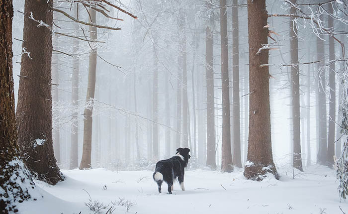 Hond in bos met sneeuw. Moet ik mijn hond doneren aan de wetenschap?