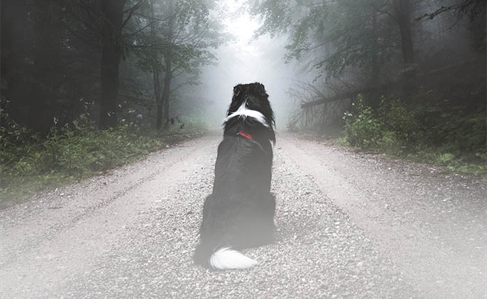 Hond zit in een mistig bos te wachten. Bij zijn afscheid is gekozen voor resomeren. Een groene en milieuvriendelijke uitvaart.