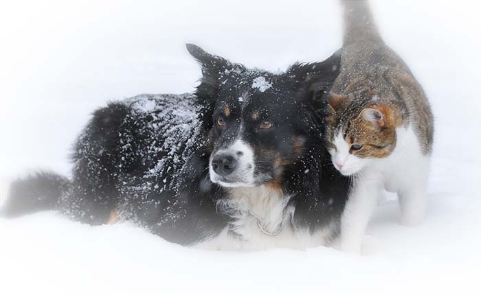 hond en kat samen in de sneeuw. honden en katten rouwen ook en moeten ook het verlies van een huisdier verwerken