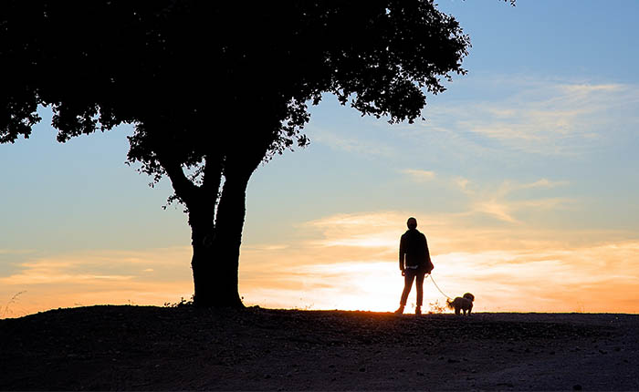 man of vrouw onder boom met hond aan de lijn. Kijken naar de zonsondergang.