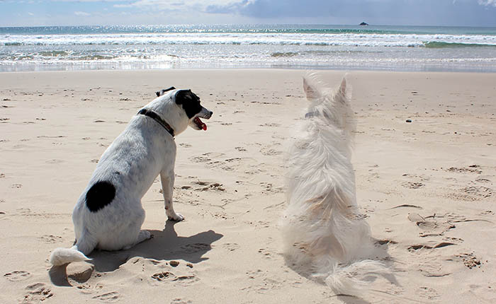 Twee honden op het strand aan de zee. Honden moeten ook het verlies van een maatje verwerken.