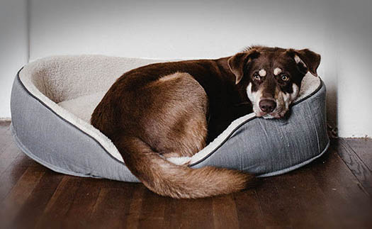 hond in mand. Bij hospice (thuis) zorg wordt het een dier zo comfortabel mogelijk gemaakt.