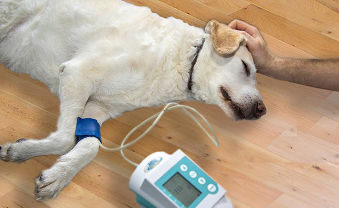 hospice zorg.hond wordt medisch verzorgd door een dierenarts bij de dierenhospice.