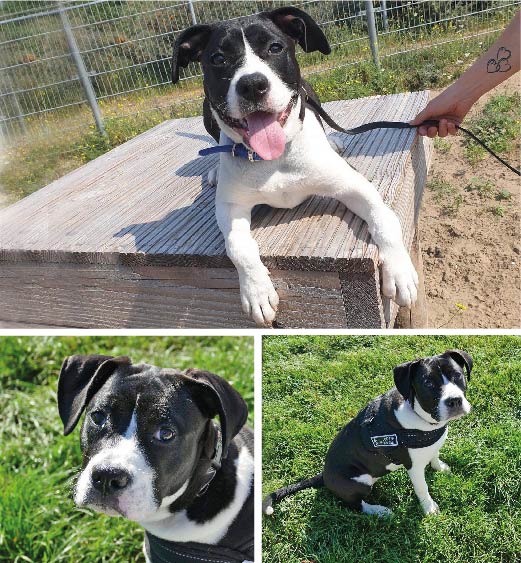 Kruising Stafford met Boxer. Milou
