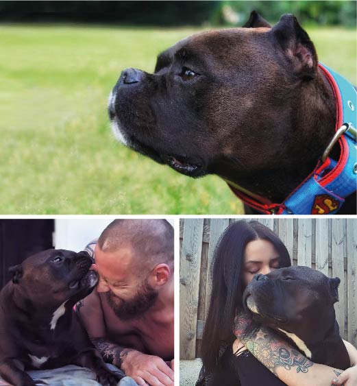 American Bully. Tarzan