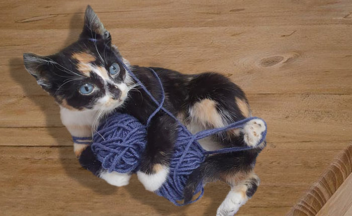 Opgezette kat. Deze poes is geprepareerd en lijkt levensecht. Speelt met een bol wol.