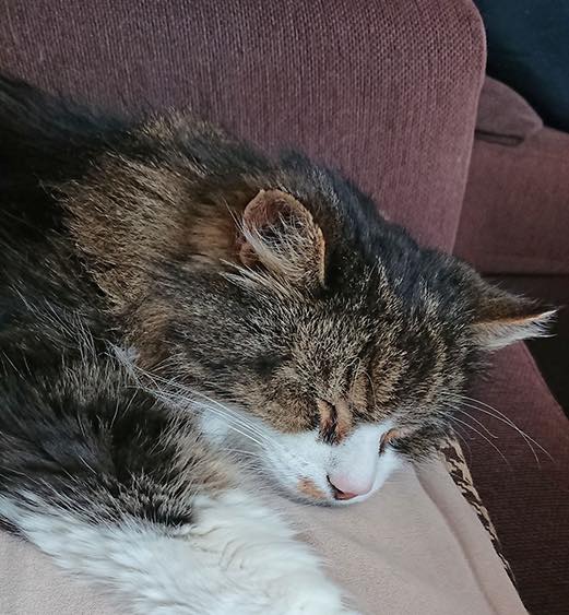 Levy de kat. In memoriam. kat of poes op de bank.