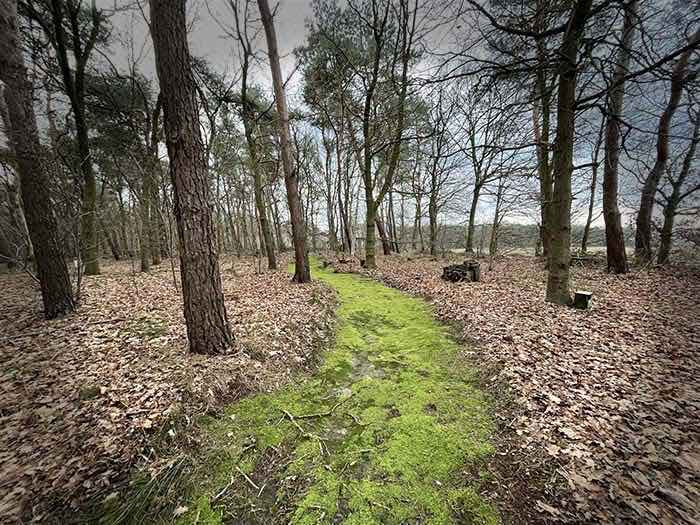 natuurlijk pad begroeid met mos door het bos.