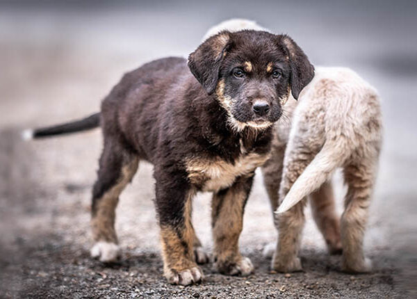 pups illegale puppyhandel