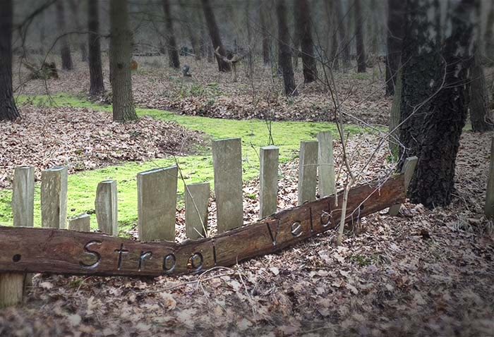 strooiveld in het bos