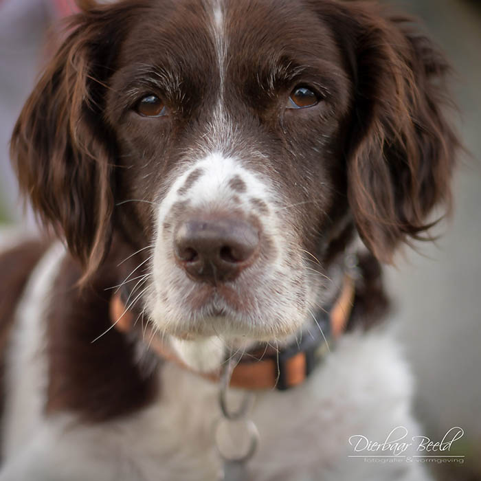 Heidewachtel. Afscheidsfotografie van je oude hond.