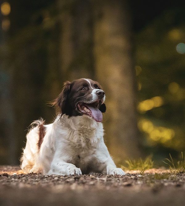 heidewachtel ligt in bos