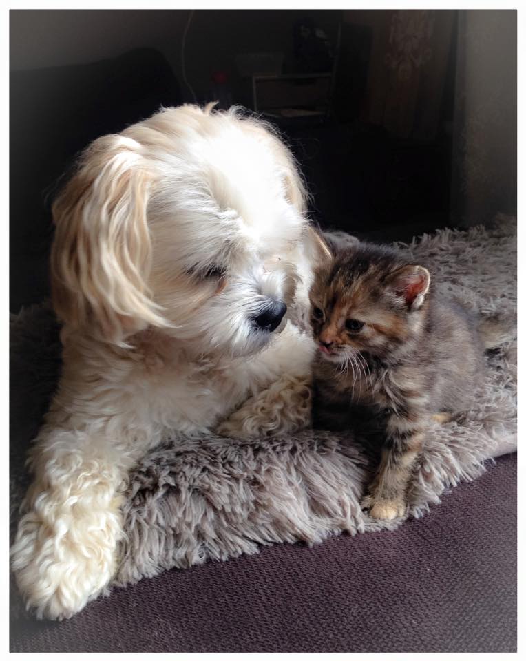 Mays en Yip. Witte hond en kat. Hun uitvaart is al goed geregeld.