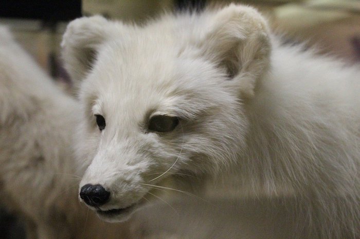 Dier opgezet. Opgezette witte hond of vos.