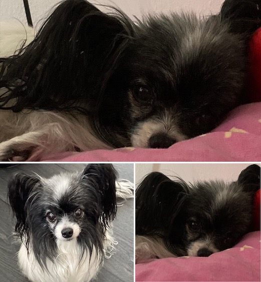 Lisha. Vlinderhond.
