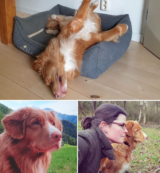 Nova Scotia Duck Tolling Retriever. In memoriam Dago.