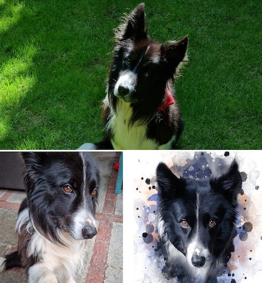 Boris hond, bordercollie, op grasveld