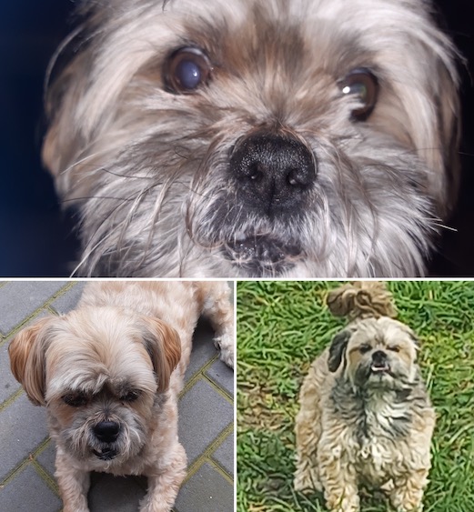 Tijgertjes. Boomer,maltezer x Shi shu. Hondje in het gras.