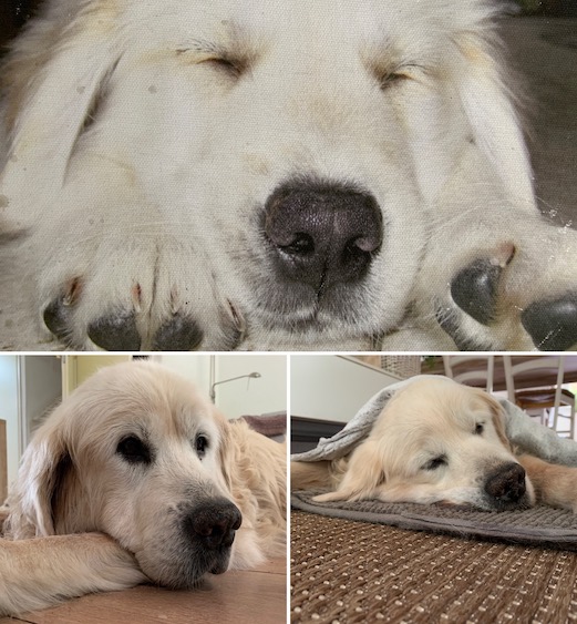 Rico Golden Retriever slaapt op de grond.