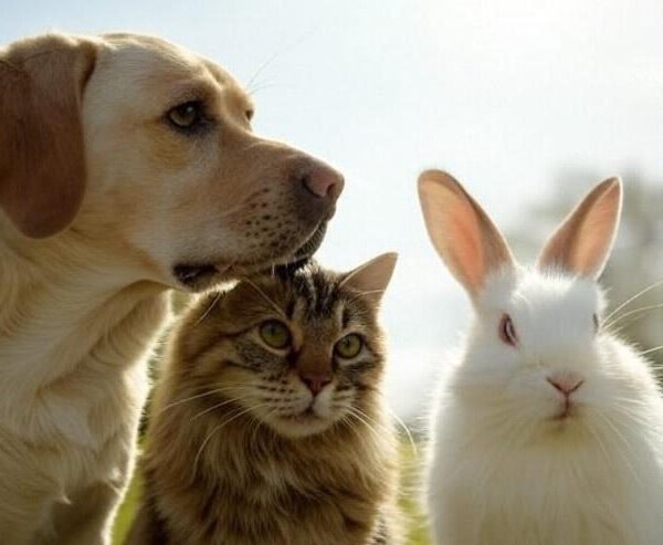 huisdieren; hond, kat en konijn