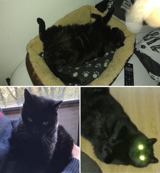 foto van een kat, een zwarte kat waarop ze liggend en zittend is te zien.