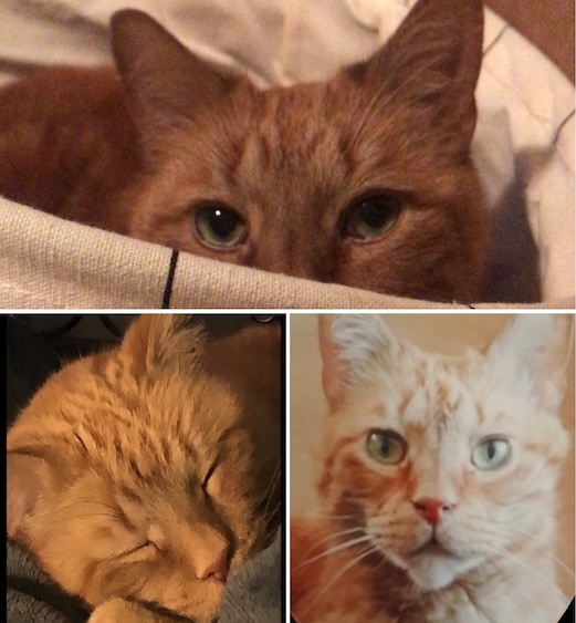 Noes de kat. 3 afbeeldingen van een kat; in een mand en kijkt over de rand, een slapend, en eentje zittend en in de camera kijkend.