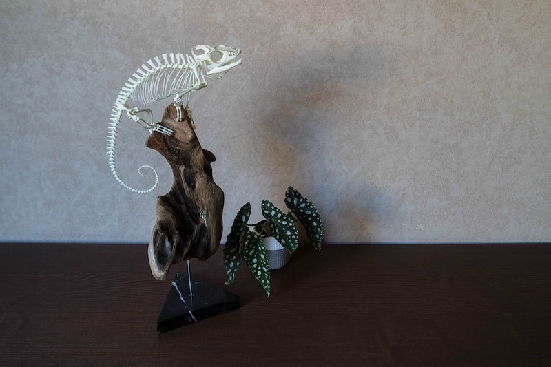 skelet geprepareerd van een kameleon gepresenteerd op een tafel