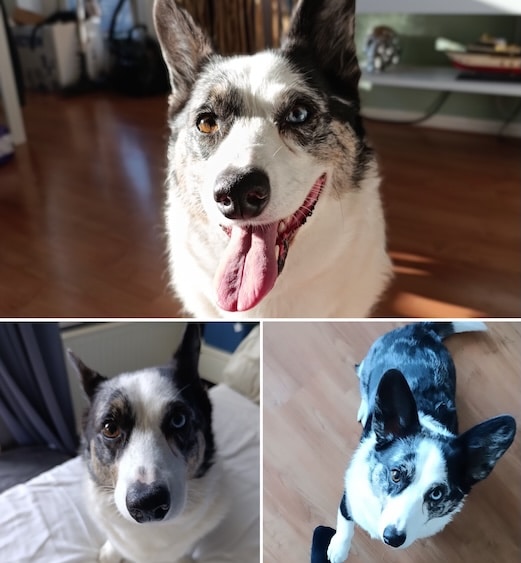 fotocollage van een Welsh corgi Cardigan. zittend en kijkend in de camera