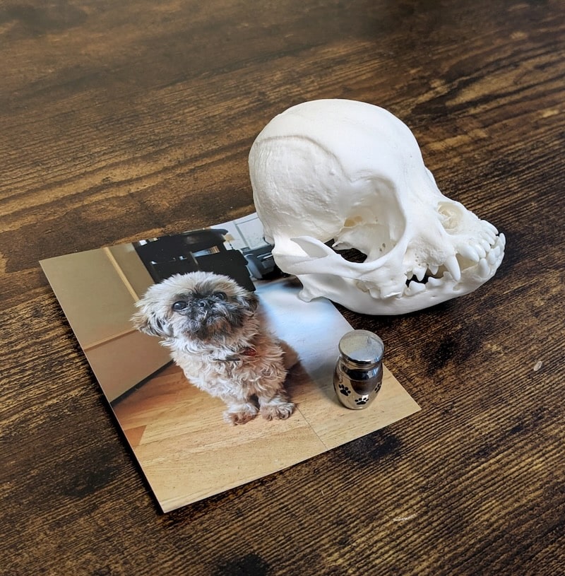 schedel van een hond met een urn met as en een foto van de hond bij leven. dit alles gepresenteerd op een houten tafel
