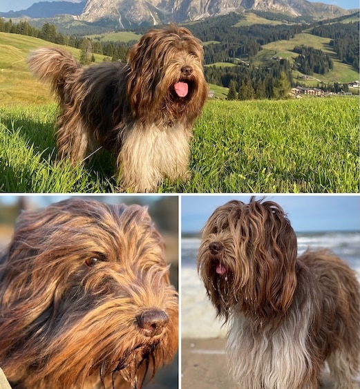 schapendoes hond genaamd kwispel. drieluik met de hond op de foto in de bergen en aan zee